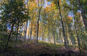 Herbstwald: Nachhaltige Waldbewirtschaftung, © Naturpark Purkersdorf