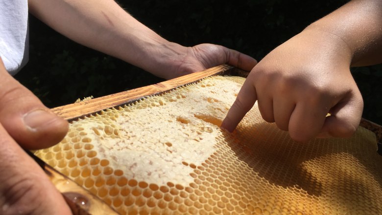 Frischer Honig direkt aus der Wabe 