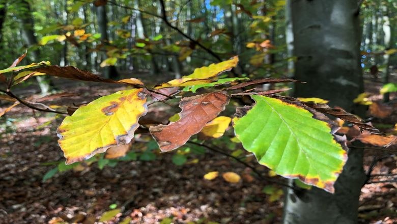 Herbst im Naturpark, © Naturpark Purkersdorf Herbst im Naturpark, © Naturpark Purkersdorf