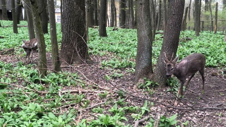 Deers, © Naturpark Purkersdorf Deers, © Naturpark Purkersdorf