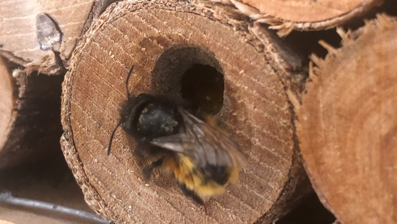 Wildbiene, © Naturpark Purkersdorf Wildbiene, © Naturpark Purkersdorf