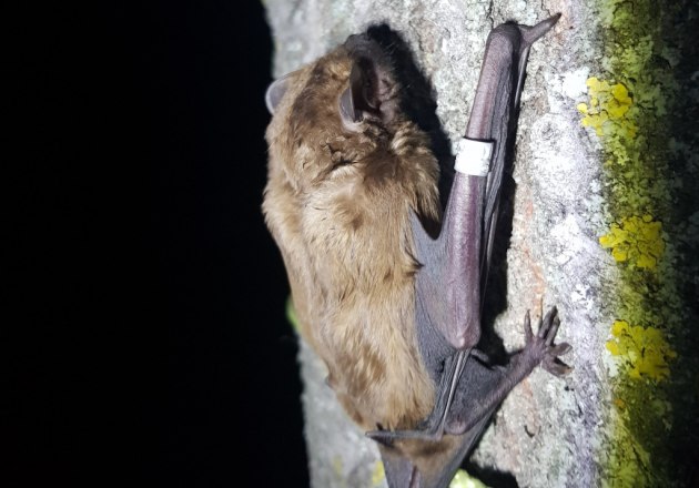Den Rufen der Fledermäuse auf der Spur, © Wild&Life Den Rufen der Fledermäuse auf der Spur, © Wild&Life