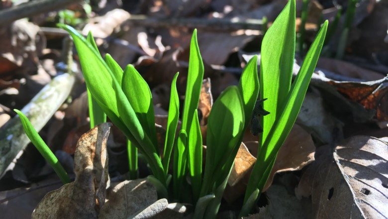 Bärlauch im Frühling, © Naturpark Purkersdorf/Orosel