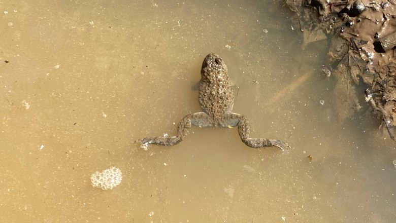 Gelbbauchunken können gut schwimmen