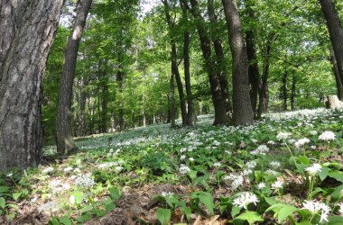 Bärlauch im Frühling, © Naturpark Purkersdorf - R.Orthofer