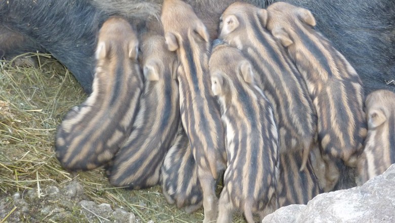 Wild boar newborns, © Naturpark Purkersdorf