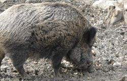 Großes männliches Wildschwein im Schlamm 