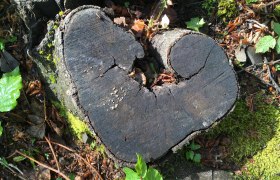 A heart for nature