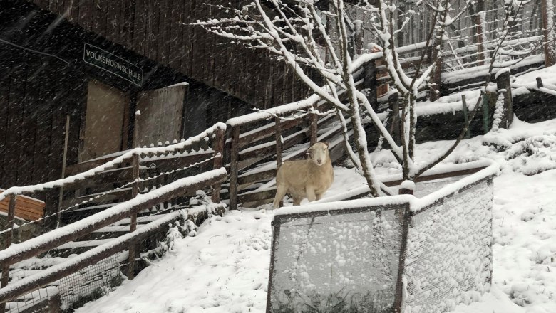 Tiergehege: Schafe im winterlichen Naturpark, © Naturpark Purkersdorf/G.Orosel