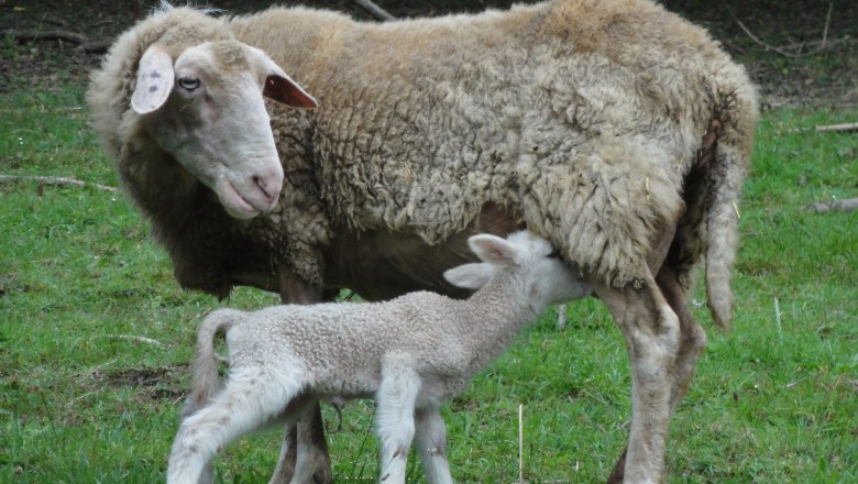 Sheep at the Kellerwiese, © Naturpark Purkersdorf