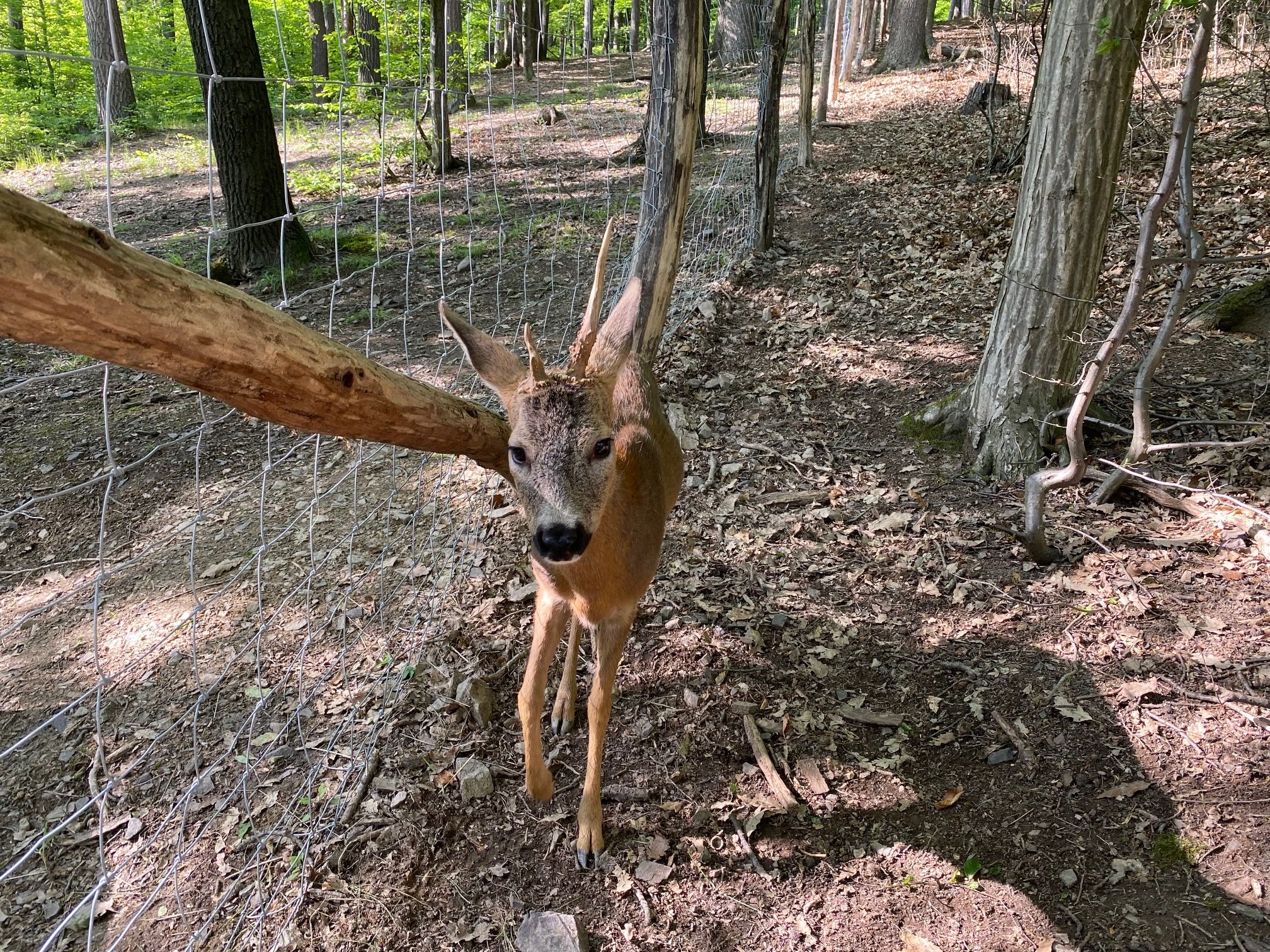 Die Rehe haben 2022 ein neues Gehege bekommen. 