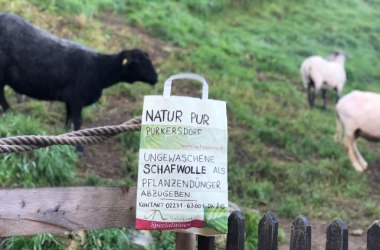 Schafwolle als Pflanzendünger, © Naturpark Purkersdorf