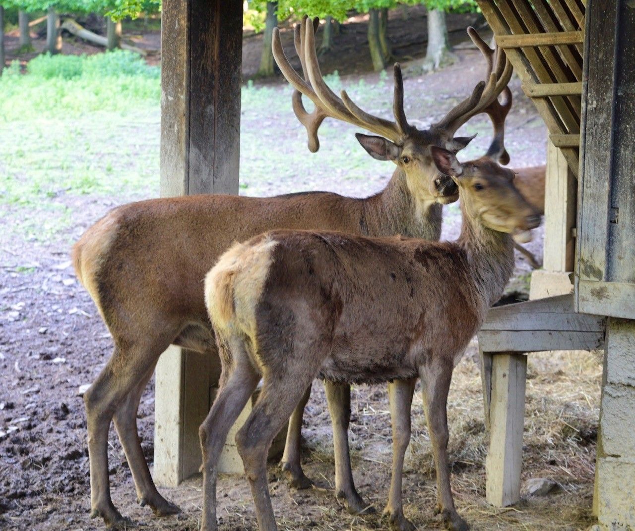 Hirsch im Hirschgehege 
