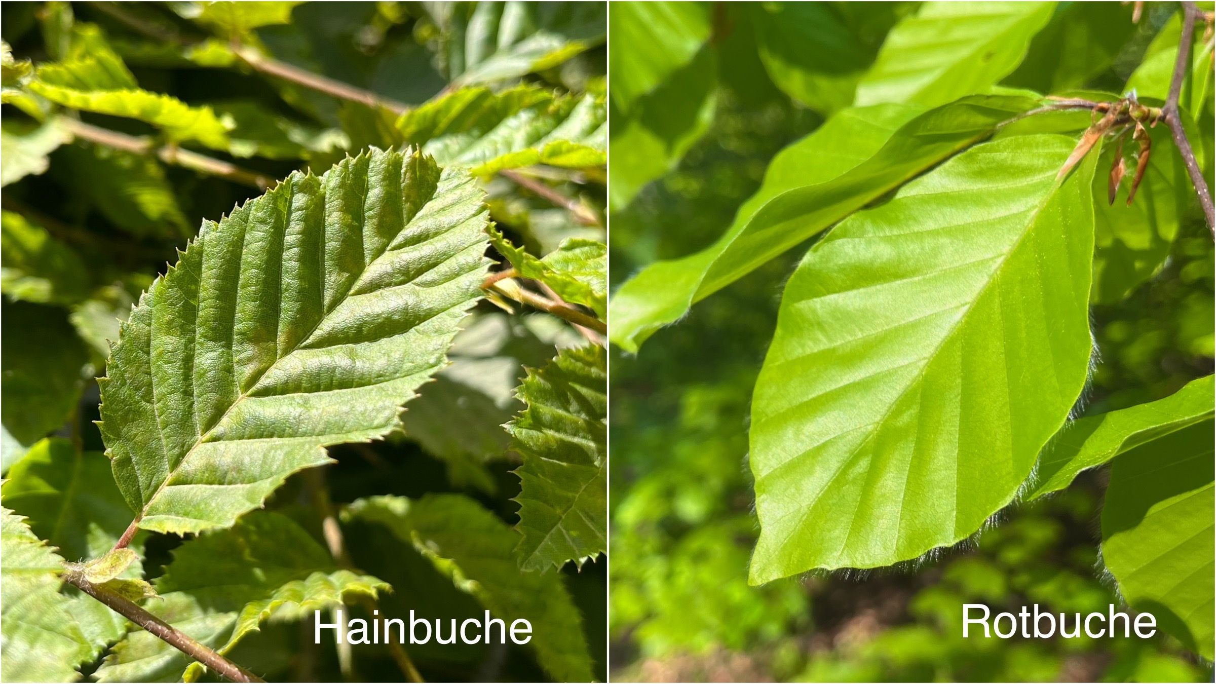 Unterschied zwischen Rotbuche und Hainbuche