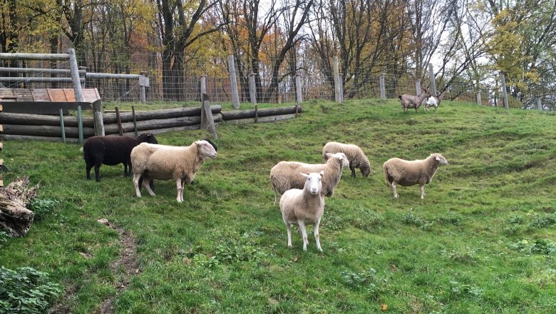 Tiergehege: Schafe und Ziegen auf der Kellerwiese, © Naturpark Purkersdorf