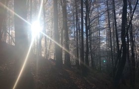 Waldgesundheit im Winter, © Naturpark Purkersdorf/Orosel