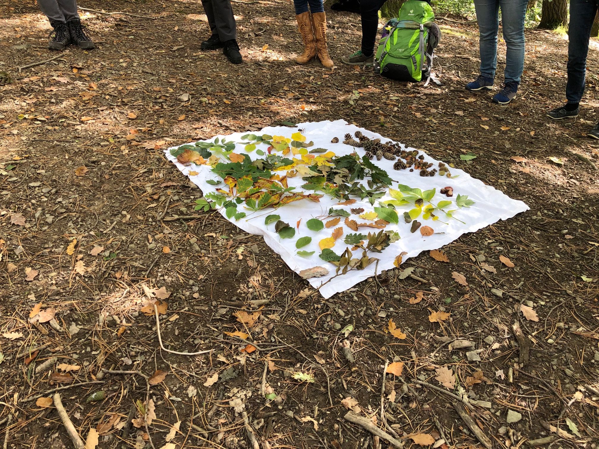 Naturpark als Klassenzimmer: Auf einer Decke liegen verschiedene Blätter.