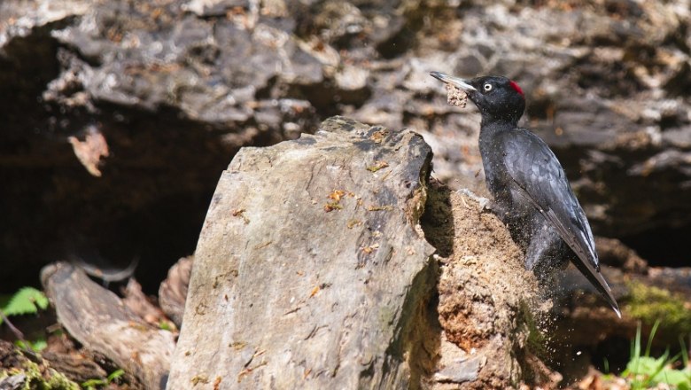 Animal: Black woodpecker, © Tommessen / CC BY-SA (https://creativecommons.org/licenses/by-sa/4.0)