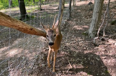 Neues Rehgehege , © Naturpark Purkersdorf