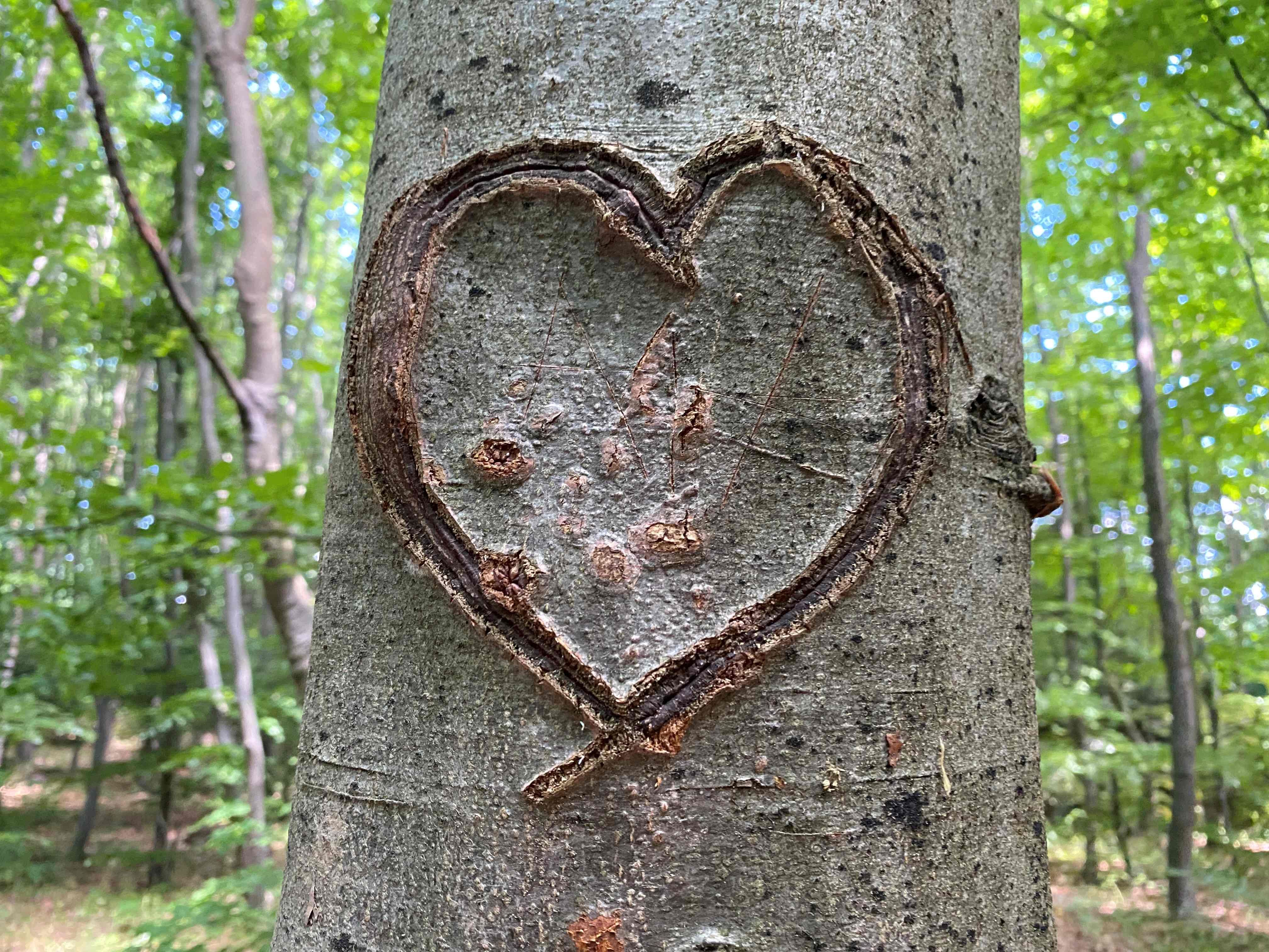 Außen in der Buchenrinde ist ein Herz eingeritzt.