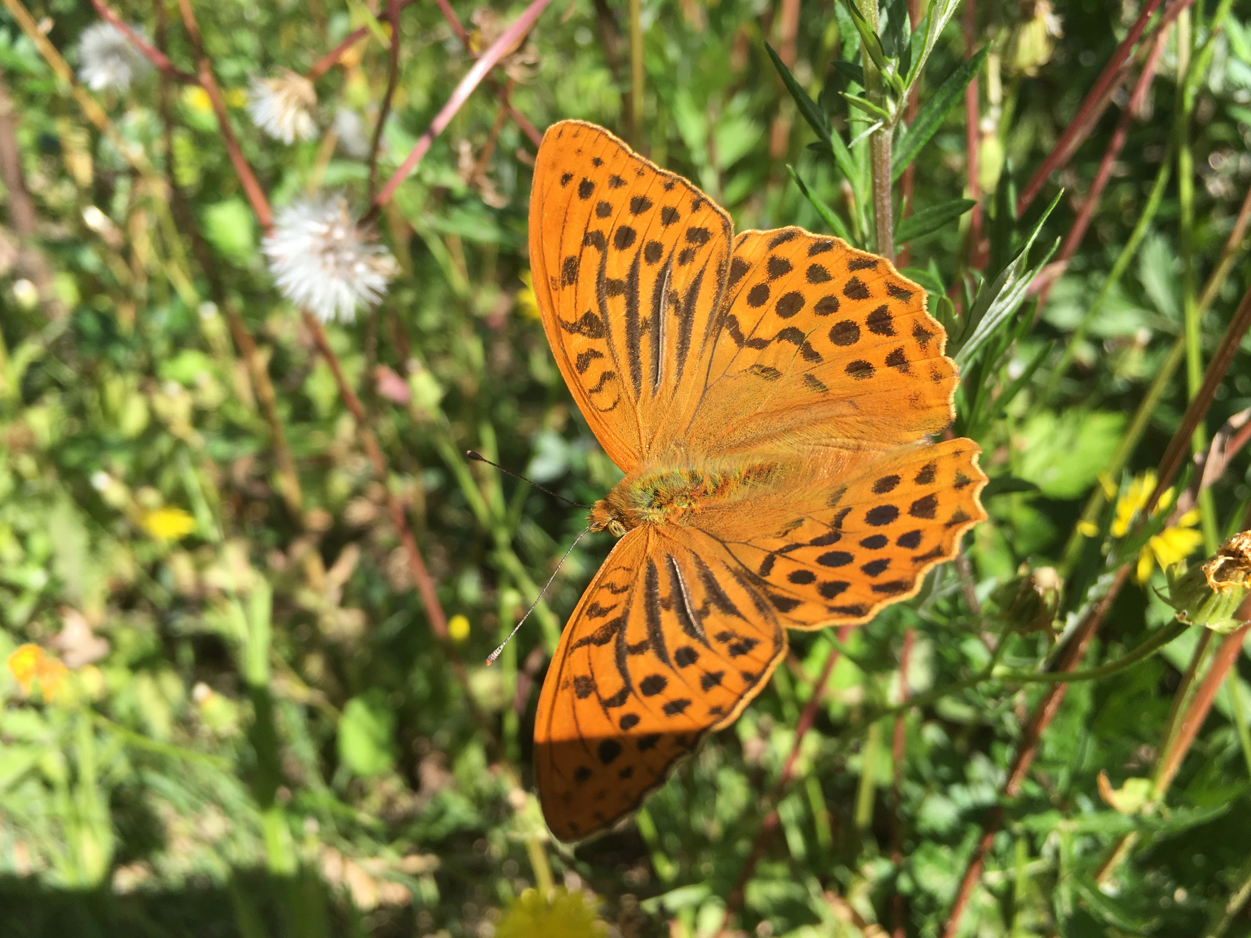 Schmetterling orange mit schwarzen Punkten, Blumenwiese im Hintergrund