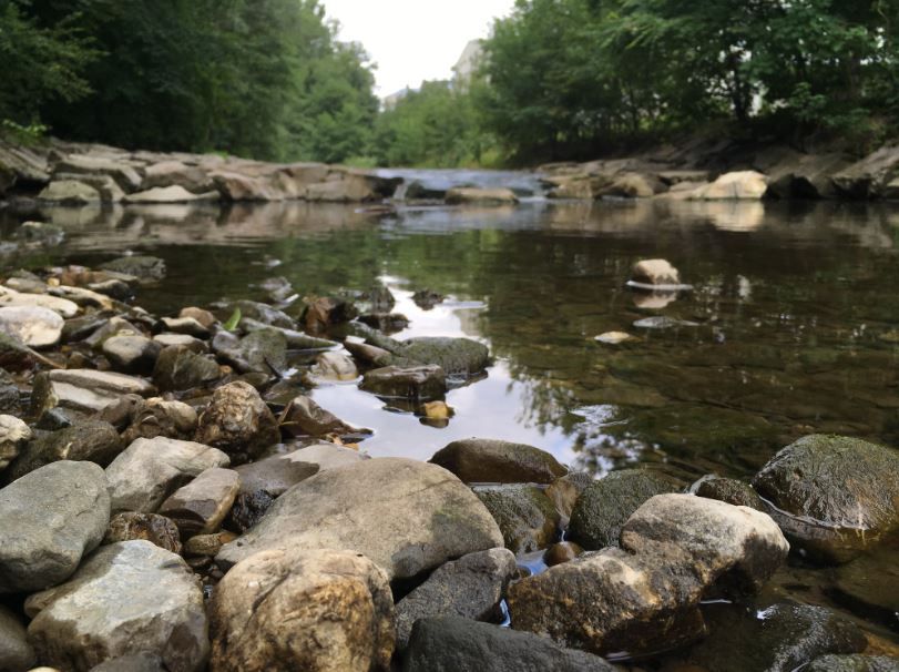 Lebensraum Wienfluss im Naturpark.