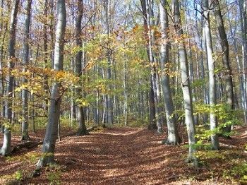 Wanderwege im Wienerwald