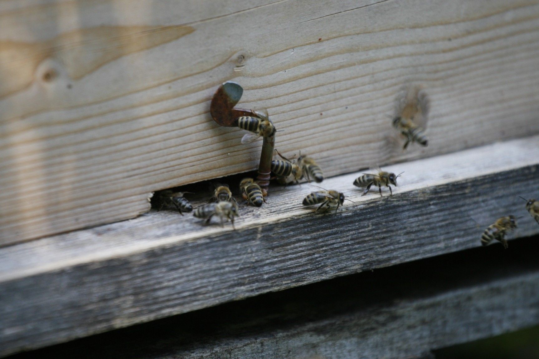 Bees