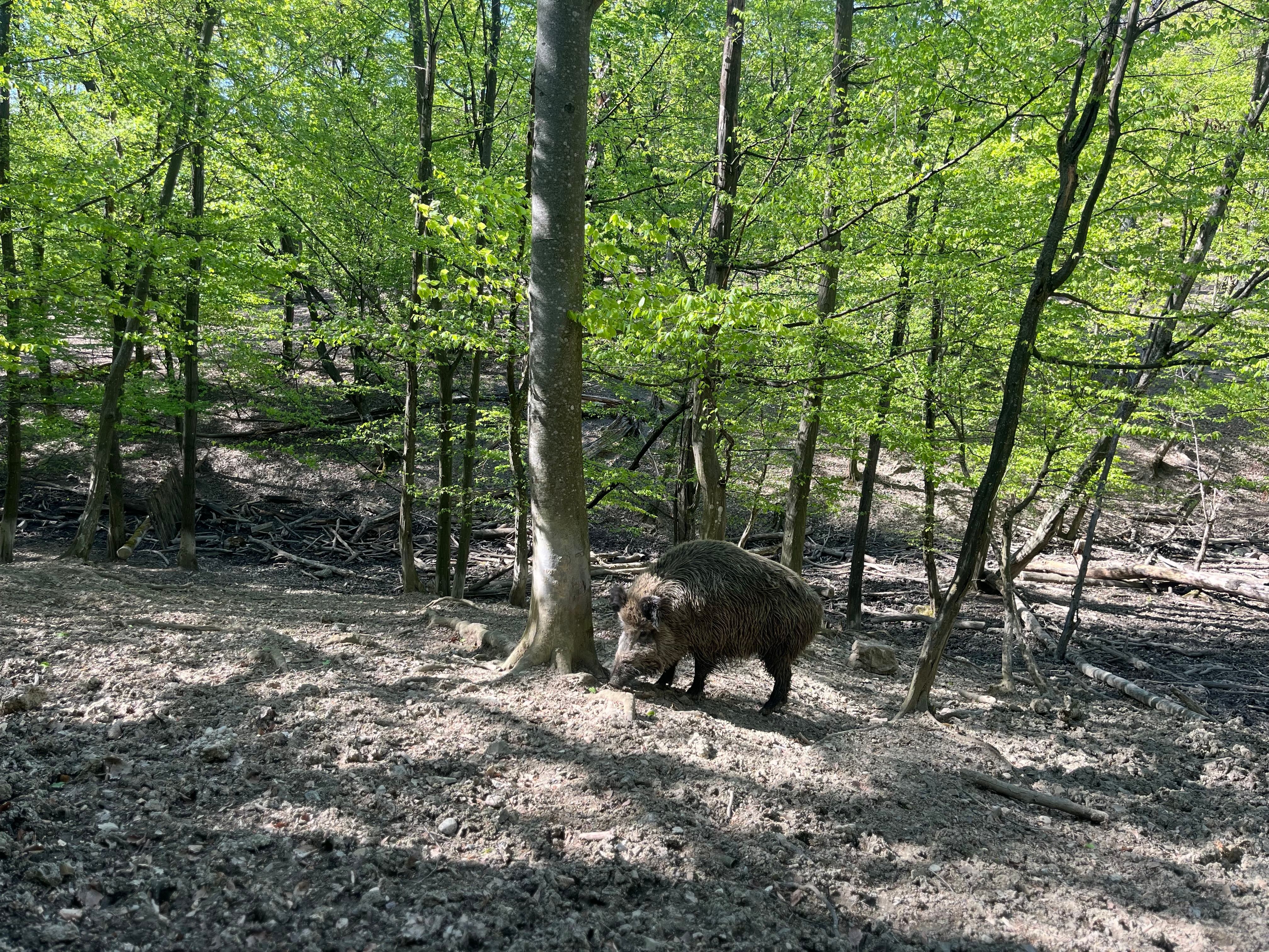 Wildschwein im Wald