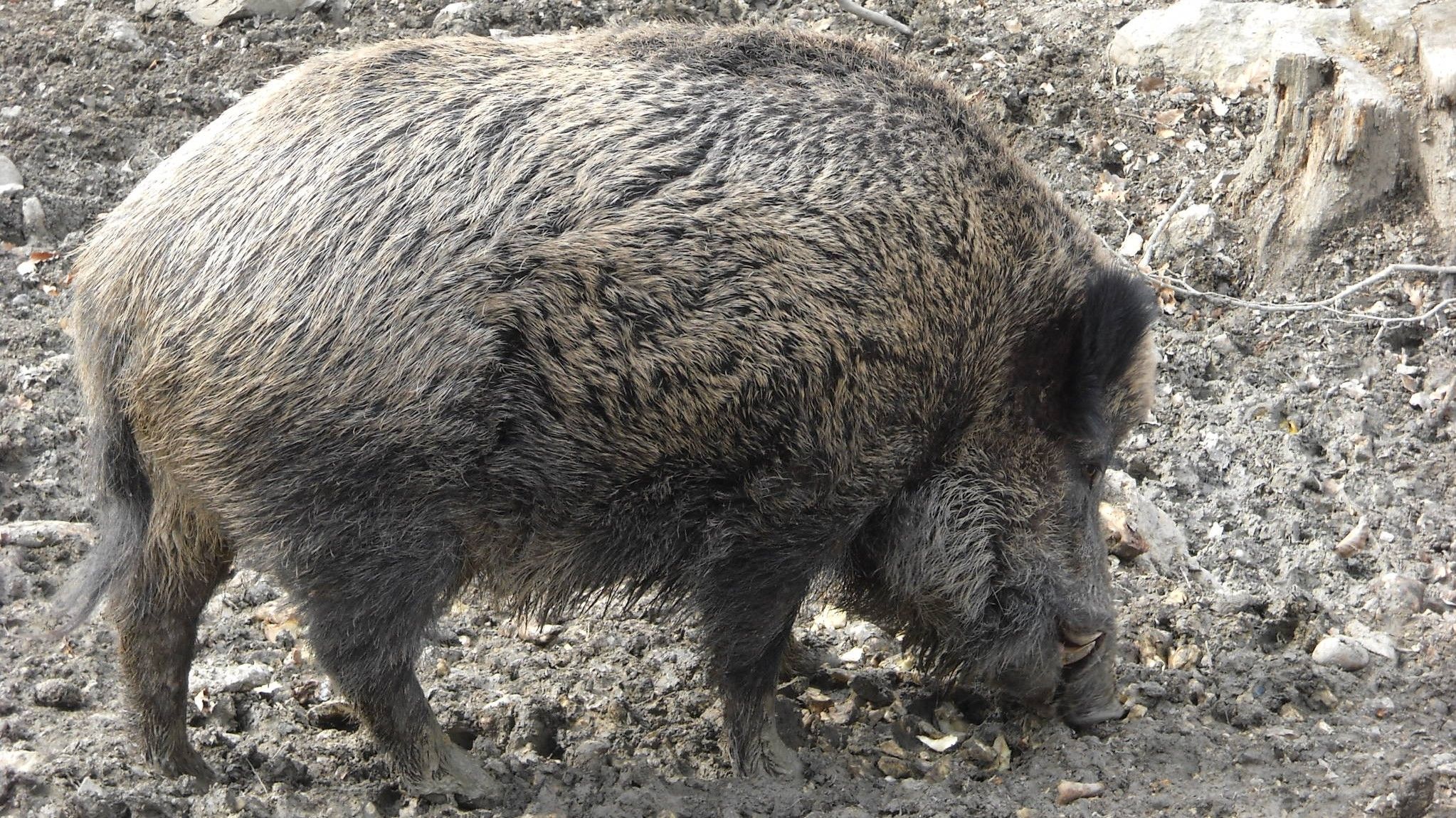 Im Wildtiergehege ist ein Wildschwein. 
