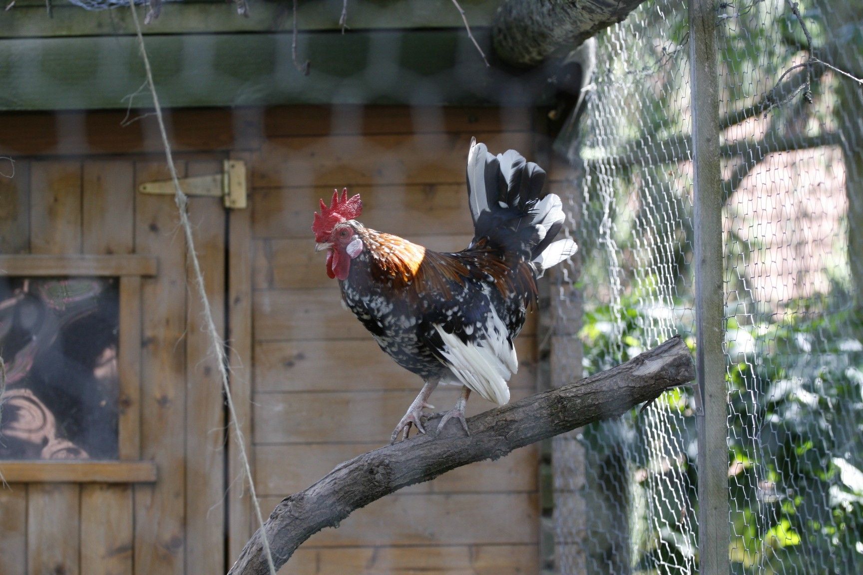 Cock