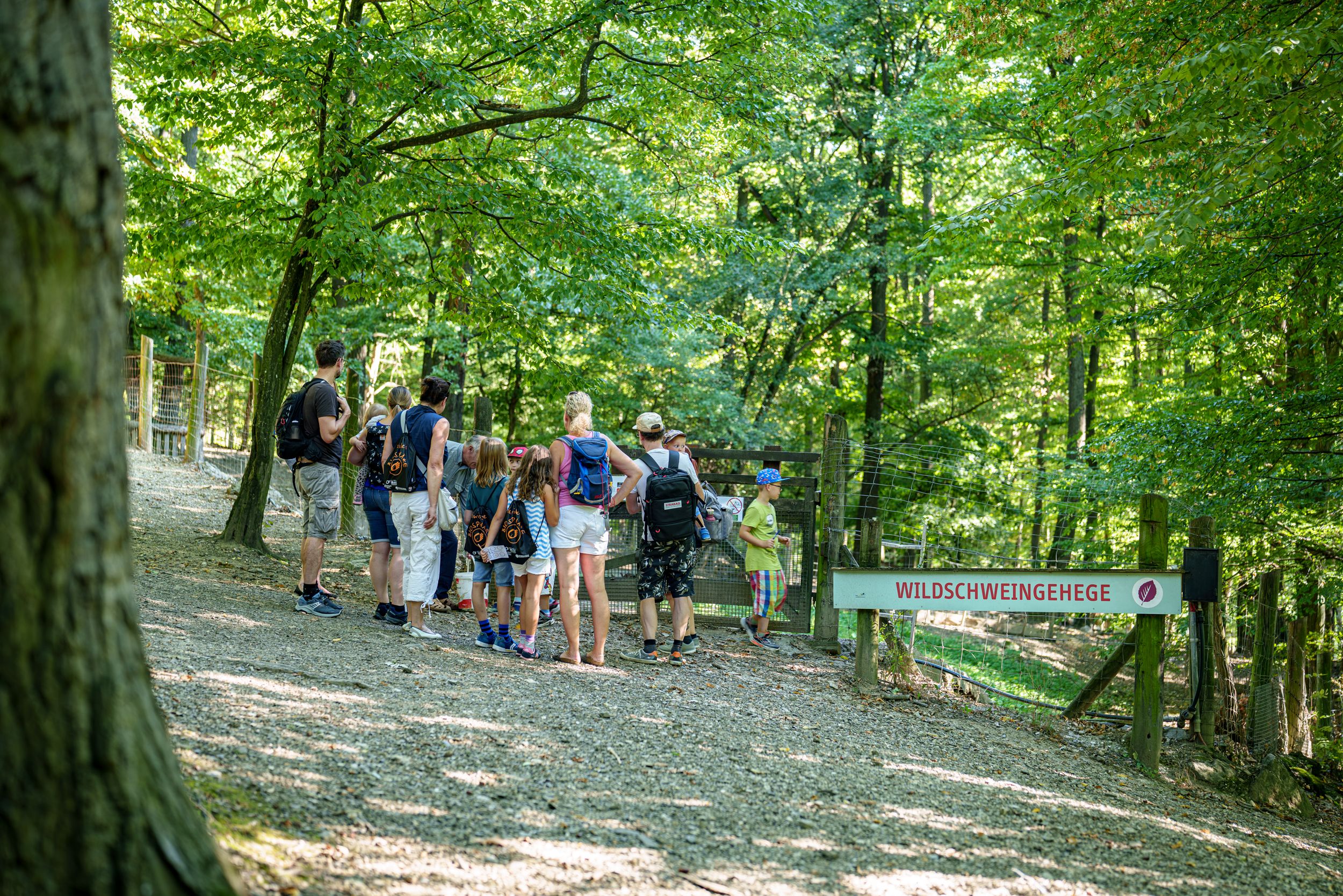 Wildschweingehege, im Wald, Besuchende davor