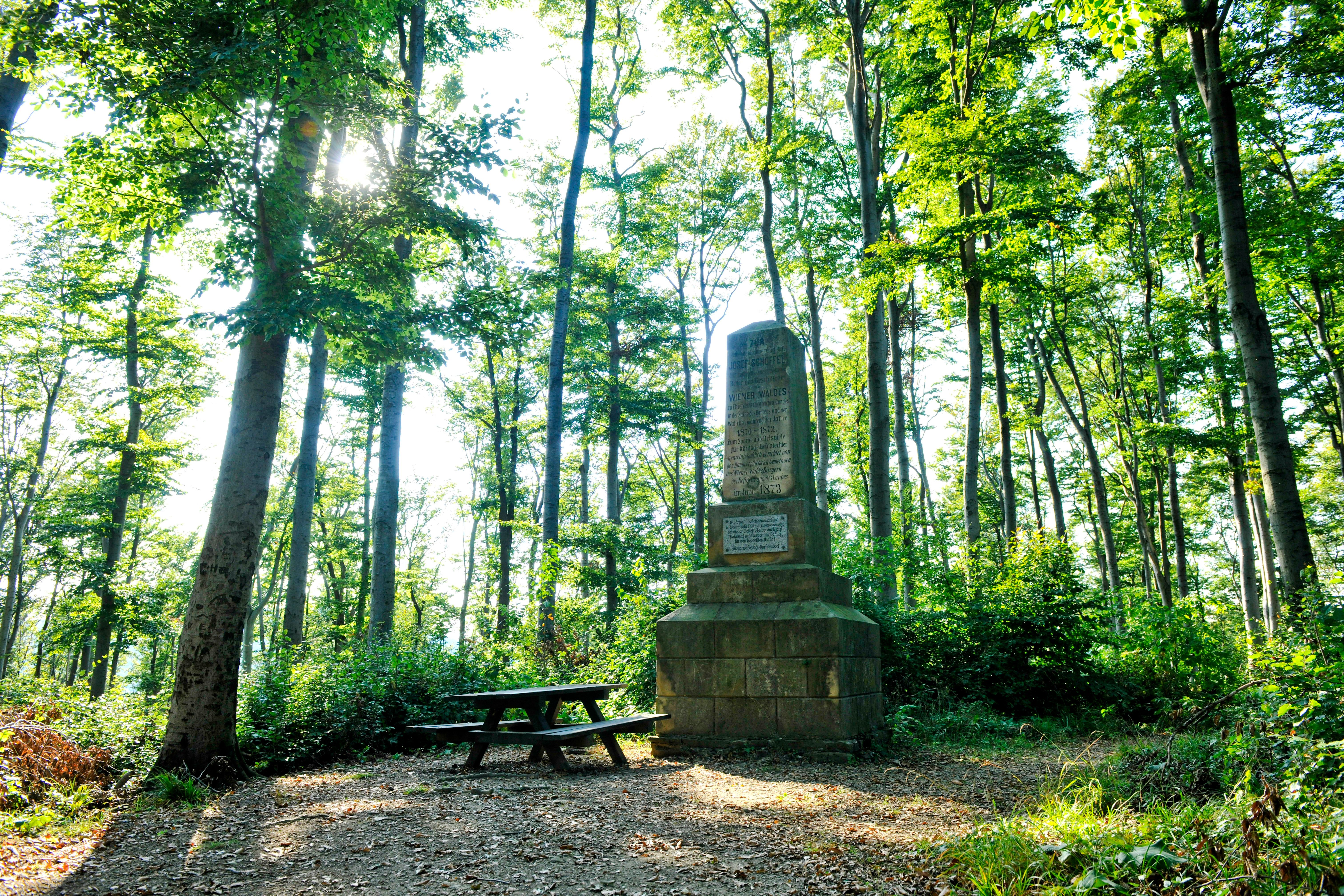 Wald mit hohen Buchen und Stein-Denkmal 