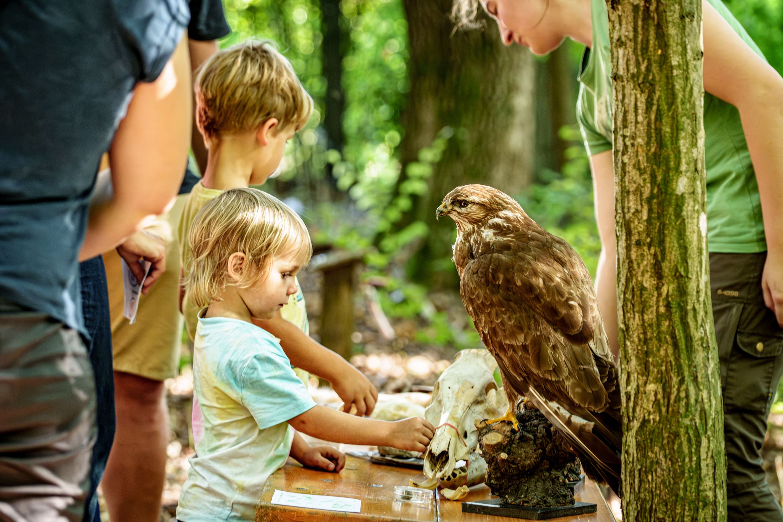 Kinder mit ausgestopften Bussard, Schnappschuss
