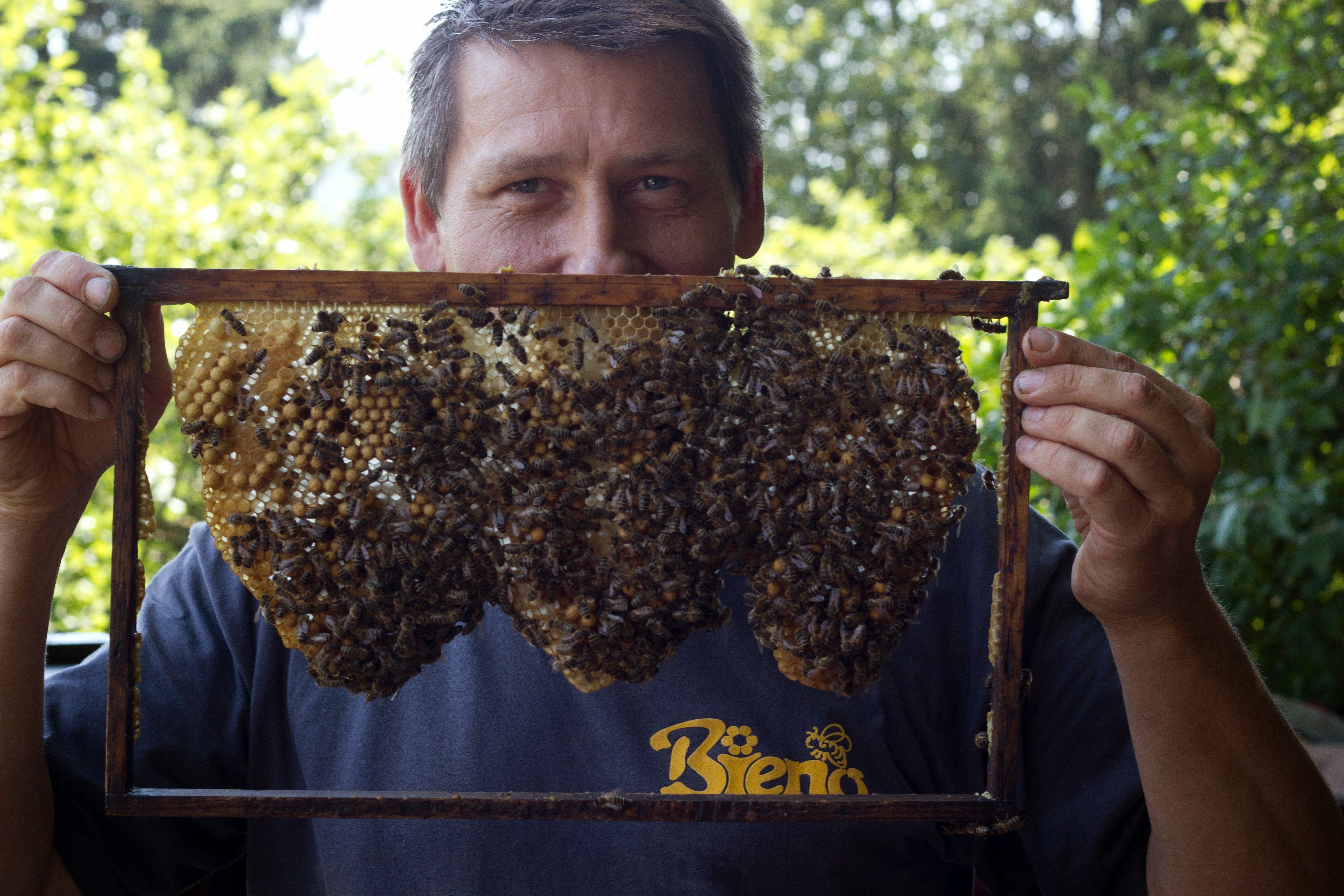 Der Naturpark Imker Benno (Bieno) hält einen Holzrahmen, darin ist eine Honigwabe auf der Bienen sitzen.