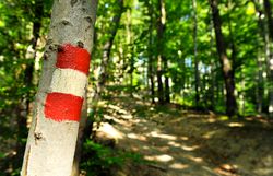 Wanderweg im Wald, im Vordergrund ein Baum mit rot-weiß-roter Wegmarkierung. 