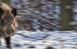 Ein laufendes Wildschwein in einer Winterlandschaft. 