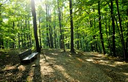 Buchenhochwald im Sommer.