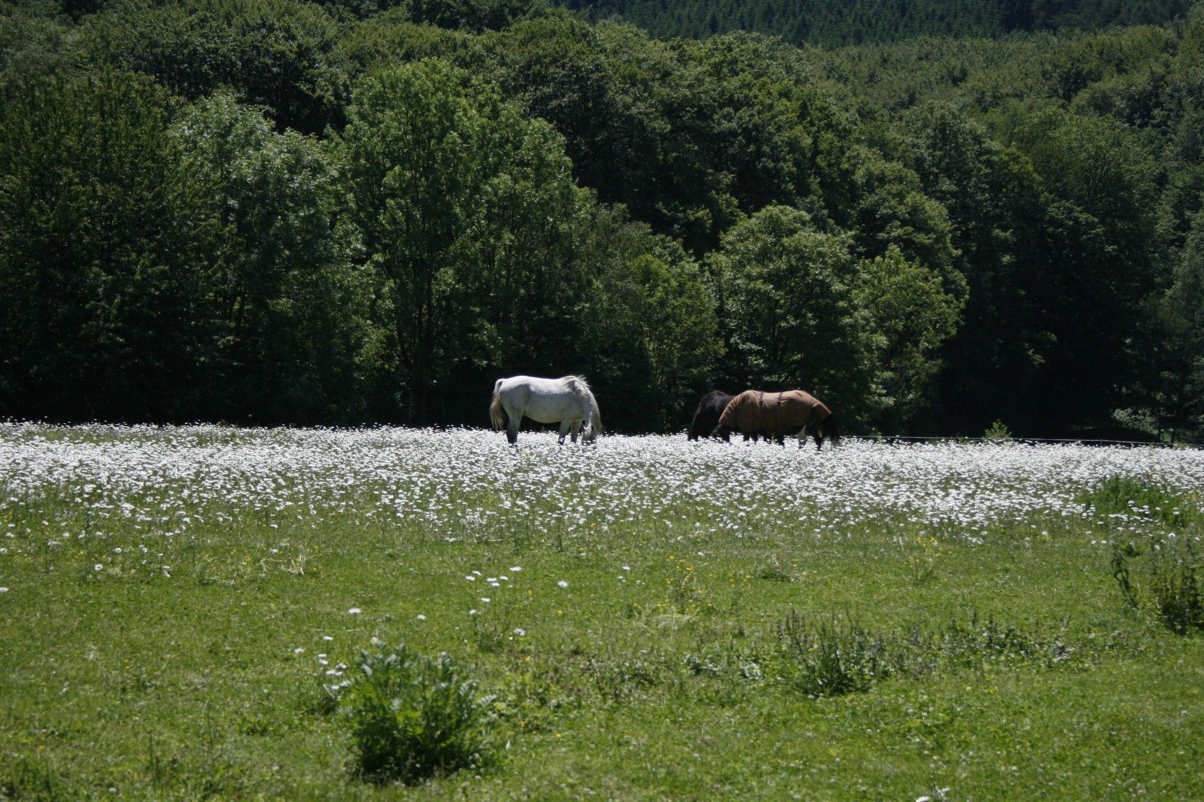 Horses