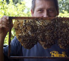 Der Naturpark Imker Benno (Bieno) hält einen Holzrahmen, darin ist eine Honigwabe auf der Bienen sitzen.