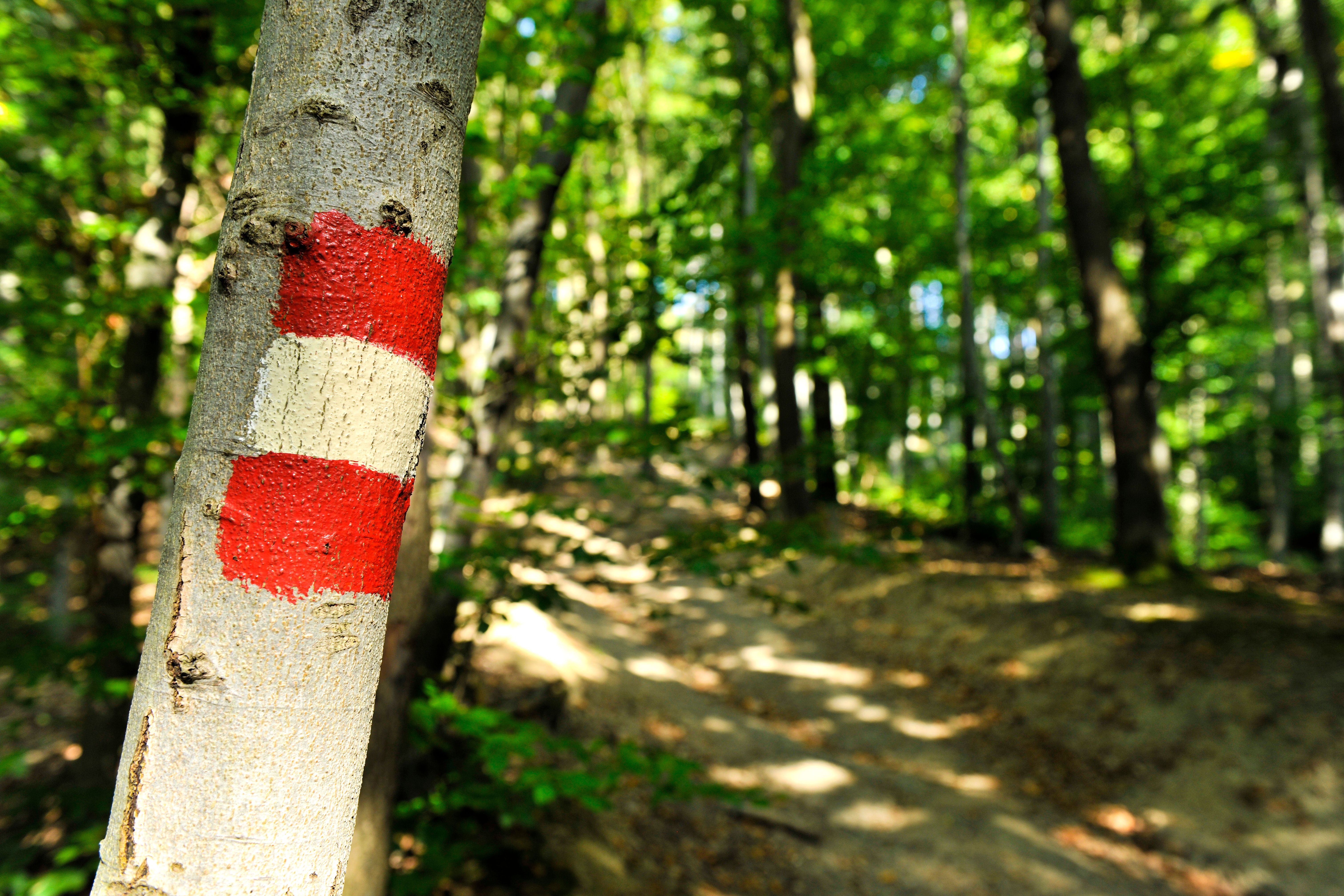 Wanderweg im Wald, im Vordergrund ein Baum mit rot-weiß-roter Wegmarkierung. 