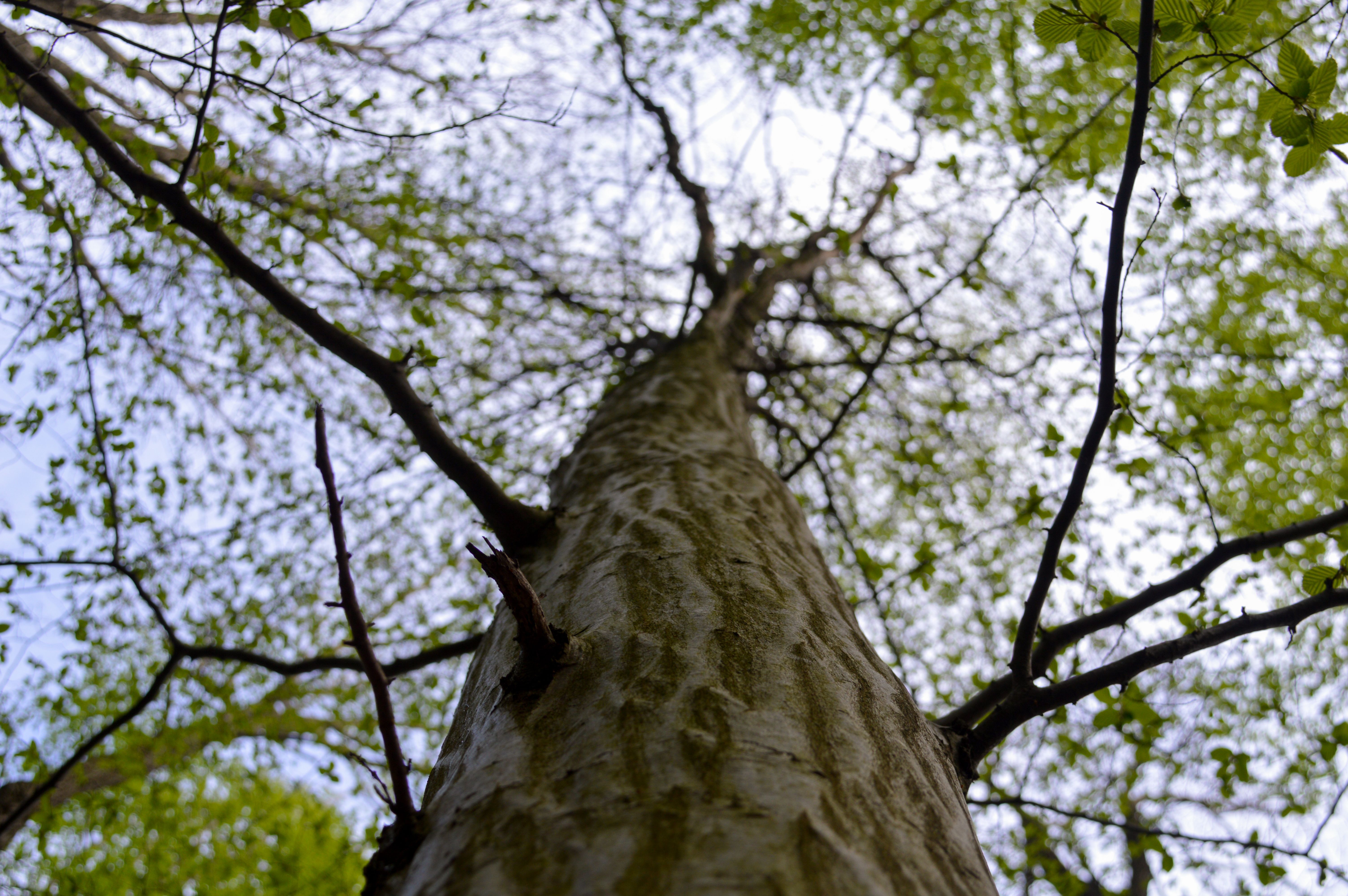 Baumkrone der Buche 