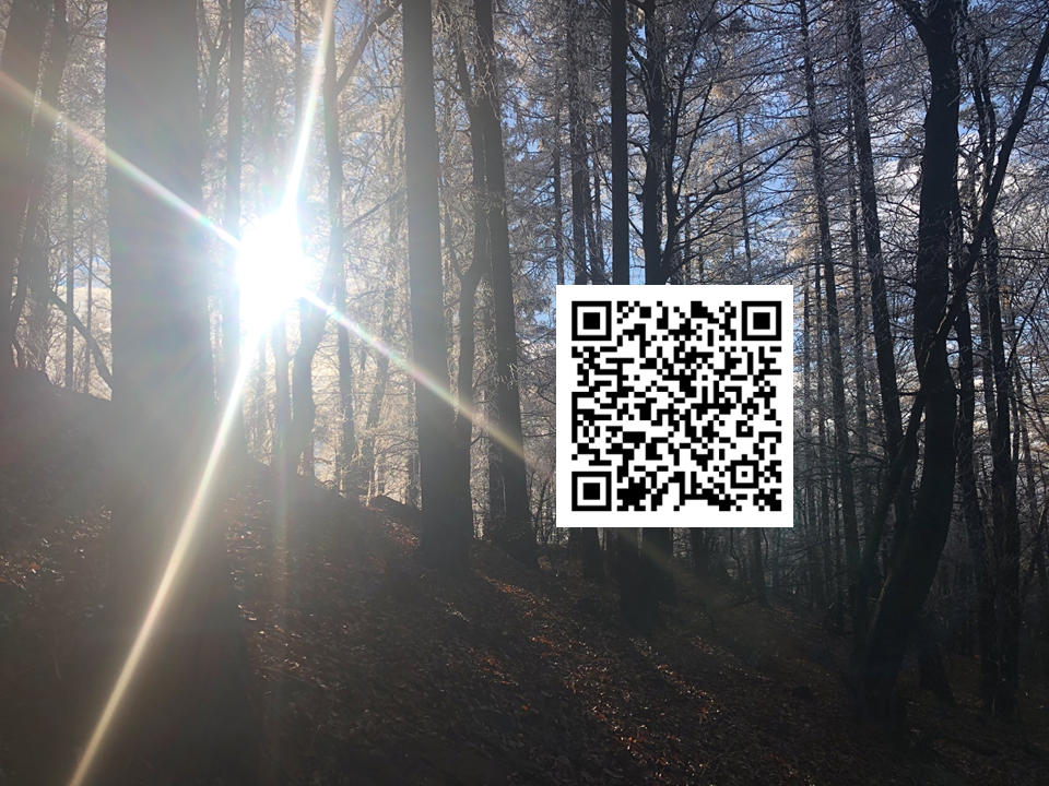 Waldbild mit Spenden-QR-Code 
