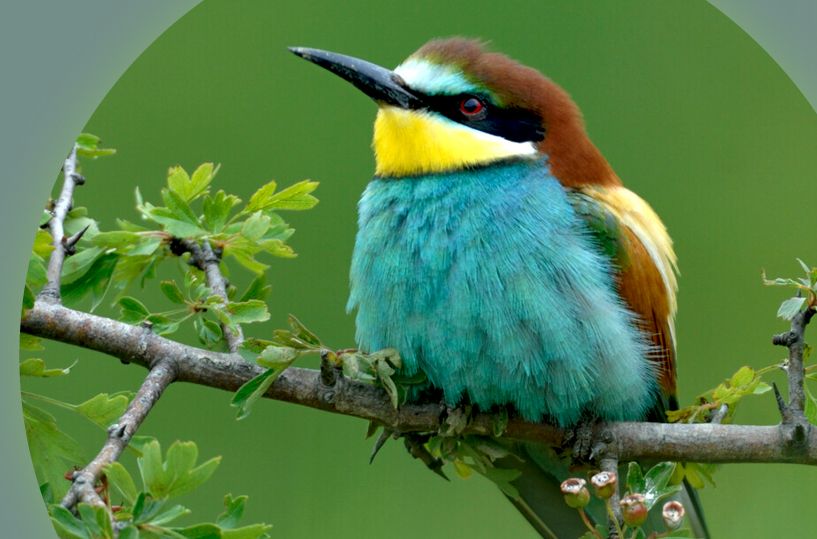 bunter Vogel auf Weißdornast