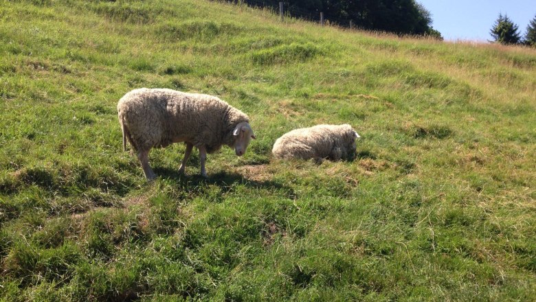 Our sheep on the Kellerwiese , © Naturpark Purkersdorf