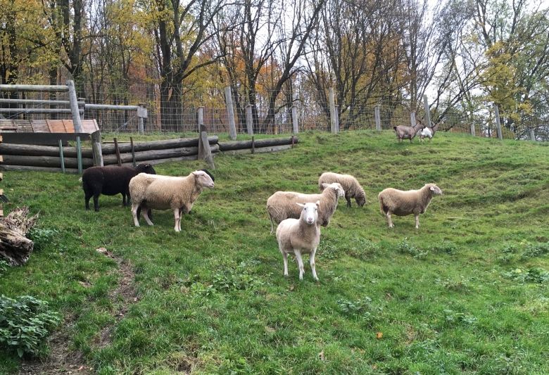 Schafe und Ziegen auf der Kellerwiese. 