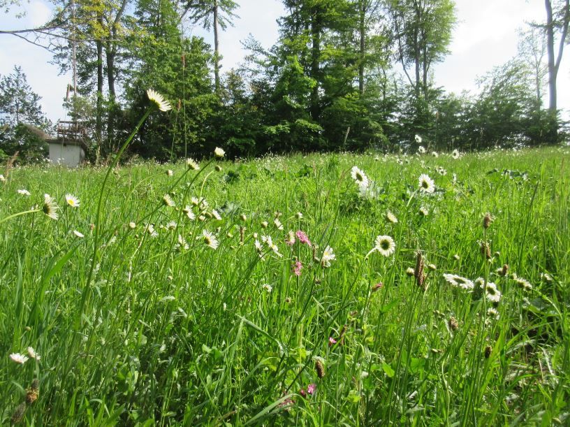 Schöffelsteinwiese (2017)