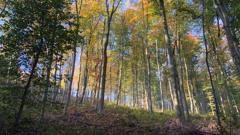 Sustainable forest management, © Naturpark Purkersdorf