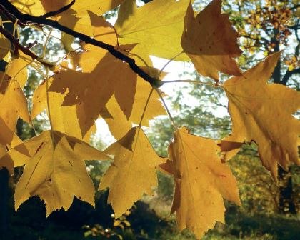 Herbst im Naturpark