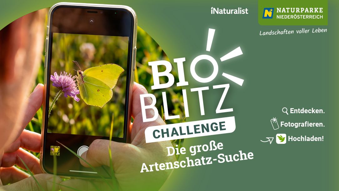 BioBlitz Challenge, Handy fotografiert Schmetterling auf Blume